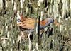 Water Rail at Avon Flood, Keyhaven, Hampshire. Photographed by John Coates on 6th October 2026.