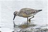 Great Knot at Normandy Marsh/Lagoon, Hampshire. Photographed by Trevor Chapman on 10th September 2026.