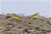 Yellow Wagtail at Fishtail Lagoon, Keyhaven Marsh, Hampshire. Photographed by Trevor Chapman on 10th September 2026.
