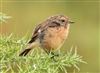 European Stonechat at Janesmoor, Hampshire. Photographed by John Coates on 6th October 2026.