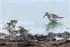 Curlew Sandpiper at Farlington Marshes, Hampshire. Photographed by Trevor Chapman on 7th October 2026.