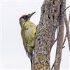Green Woodpecker at Farlington Marshes, Hampshire. Photographed by Trevor Chapman on 8th October 2026.