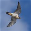 Peregrine at Brownwich, Hampshire. Photographed by Darryl Gorman on 8th October 2026.
