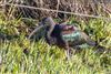 Photo of Glossy Ibis at Posbrook, Hampshire. Taken by Andy Tew on 10th January 2026.