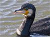 Photo of Cormorant at Normandy Marsh/Lagoon, Hampshire. Taken by Stuart Bulbrooke on 10th January 2026.