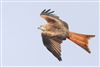 Photo of Red Kite at Romsey, Hampshire. Taken by Andy Tew on 1st January 2026.