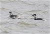 Photo of Slavonian Grebe at Normandy Marsh/Lagoon, Hampshire. Taken by Andy Tew on 12th January 2026.