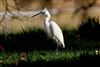 Photo of Little Egret at Portchester, Hampshire. Taken by Glyn Hiscock on 20th January 2026.