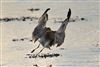 Photo of Curlew at Broadmarsh, Hampshire. Taken by Ian Drain on 2nd January 2026.