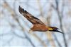 Photo of Marsh Harrier at Fishlake Meadows, Hampshire. Taken by Andy Tew on 2nd January 2026.
