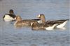 Photo of Greater White-fronted Goose at Keyhaven, Hampshire. Taken by Charlie Luke on 2nd January 2026.