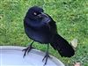 Photo of Great-tailed Grackle at Holbury, Hampshire. Taken by Michael Lomax on 24th January 2026.