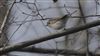 Photo of Siberian Chiffchaff at Oxleys Coppice, Fareham, Hampshire. Taken by Mark Rolfe on 24th January 2026.