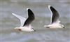 Photo of Little Gull at Calshot, Hampshire. Taken by Michael Caponi on 24th January 2026.