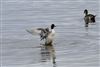 Photo of Pintail at Farlington Marshes, Hampshire. Taken by Glyn Hiscock on 28th January 2026.