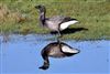 Photo of Dark-bellied Brent Goose at Farlington Marshes, Hampshire. Taken by Glyn Hiscock on 28th January 2026.