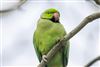 Photo of Ring-necked Parakeet at Queens Park, Southampton, Hampshire. Taken by Andy Tew on 29th January 2026.