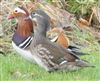 Photo of Mandarin Duck at Shawford, Hampshire. Taken by Ben Cornmell on 29th January 2026.