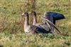 Photo of Greater White-fronted Goose at Lower Pennington Lane, Hampshire. Taken by Andy Tew on 3rd January 2026.