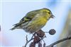 Photo of Siskin at Fishlake Meadows, Hampshire. Taken by Andy Tew on 4th January 2026.