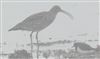 Photo of Curlew at Lepe, Hampshire. Taken by Ben Cornmell on 31st December 2025.