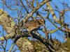 Photo of Redwing at Rownhams, Hampshire. Taken by Paul Winter on 4th January 2026.