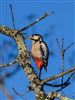 Photo of Great Spotted Woodpecker at Rownhams, Hampshire. Taken by Paul Winter on 4th January 2026.