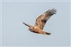 Photo of Marsh Harrier at Pennington Marsh, Hampshire. Taken by Andy Tew on 5th January 2026.