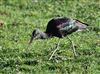 Photo of Glossy Ibis at Titchfield - Bridge Street Floods, Hampshire. Taken by Ian Smith on 4th January 2026.