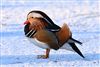 Photo of Mandarin Duck at Cemetery Lake, Southampton, Hampshire. Taken by Victor Humphrey on 5th January 2026.
