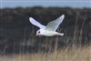 Photo of Mediterranean Gull at Hayling Oyster Beds (W Hayling LNR), Hampshire. Taken by Andy Tew on 6th January 2026.