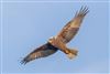 Photo of Marsh Harrier at Lower Test Marshes, Hampshire. Taken by Andy Tew on 7th January 2026.