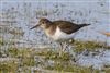 Photo of Common Sandpiper at Lower Test Marshes, Hampshire. Taken by Andy Tew on 17th February 2026.