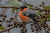 Photo of Bullfinch at Fishlake Meadows, Hampshire. Taken by Andy Tew on 19th February 2026.