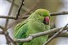 Photo of Ring-necked Parakeet at Queens Park, Southampton, Hampshire. Taken by Andy Tew on 19th February 2026.