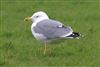 Photo of Yellow-legged Gull at Stokes Bay, Hampshire. Taken by Mark Francis on 20th February 2026.