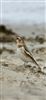 Photo of Snow Bunting at Chichester Harbour, Black Point, Hampshire. Taken by Andrew Friend on 2nd February 2026.