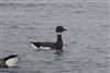 Photo of Black Brant at Hayling Island, Northney, Hampshire. Taken by Mark Francis on 2nd February 2026.