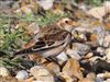 Photo of Snow Bunting at Chichester Harbour, Black Point, Hampshire. Taken by Andy Johnson on 2nd February 2026.
