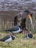 Photo of Cormorant at Testwood Lakes - Meadow Lake, Hampshire. Taken by Paul Winter on 11th February 2026.