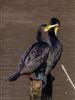 Photo of Cormorant at Testwood Lakes - Meadow Lake, Hampshire. Taken by Paul Winter on 22nd February 2026.