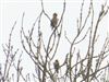 Photo of Hawfinch at Breamore Down, Hampshire. Taken by Thomas Coldwell on 22nd February 2026.