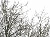 Photo of Hawfinch at Breamore Down, Hampshire. Taken by Thomas Coldwell on 22nd February 2026.