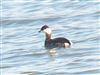 Photo of Slavonian Grebe at Normandy Marsh/Lagoon, Hampshire. Taken by Michael Lomax on 24th February 2026.