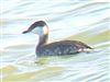 Photo of Slavonian Grebe at Normandy Marsh/Lagoon, Hampshire. Taken by Michael Lomax on 24th February 2026.