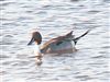 Photo of Pintail at Normandy Marsh/Lagoon, Hampshire. Taken by Michael Lomax on 24th February 2026.