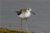 Photo of Greenshank at Normandy Marsh/Lagoon, Hampshire. Taken by Andy Tew on 24th February 2026.