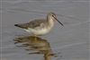 Photo of Spotted Redshank at Normandy Marsh/Lagoon, Hampshire. Taken by Andy Tew on 24th February 2026.