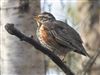 Photo of Redwing at Whiteley Pastures, Hampshire. Taken by Darryl Gorman on 25th February 2026.