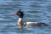 Photo of Red-breasted Merganser at Hayling Billy Path (North), Hampshire. Taken by Andy Tew on 5th February 2026.